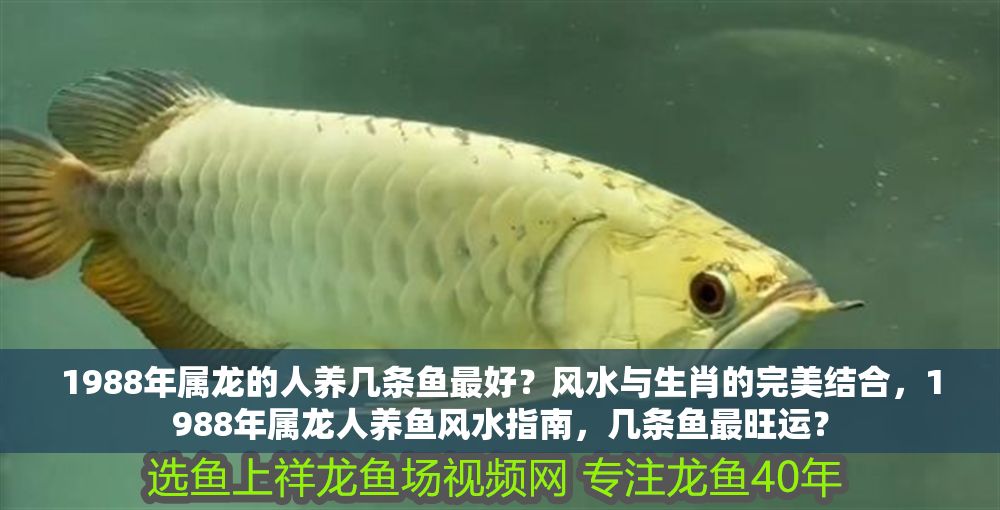 1988年屬龍的人養幾條魚最好？風水與生肖的完美結合，1988年屬龍人養魚風水指南，幾條魚最旺運？