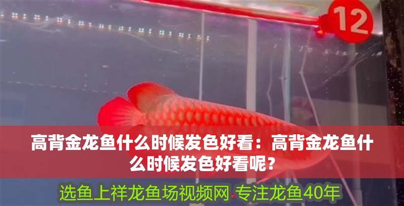 高背金龍魚什么時候發色好看：高背金龍魚什么時候發色好看呢？