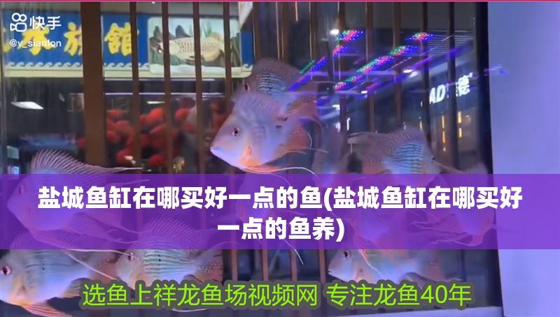 鹽城魚缸在哪買好一點的魚(鹽城魚缸在哪買好一點的魚養)