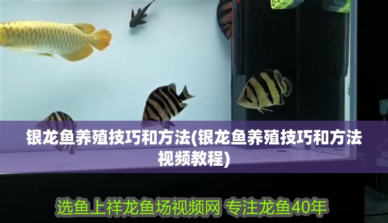 銀龍魚養殖技巧和方法(銀龍魚養殖技巧和方法視頻教程)