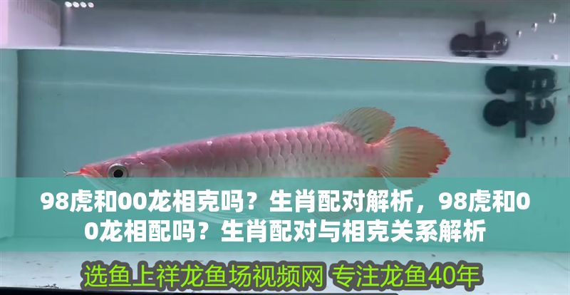 98虎和00龍相克嗎？生肖配對(duì)解析，98虎和00龍相配嗎？生肖配對(duì)與相克關(guān)系解析