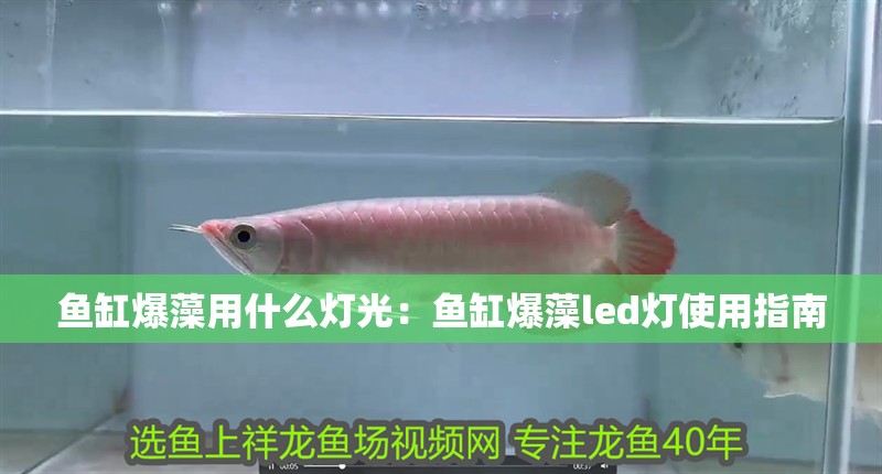 魚缸爆藻用什么燈光：魚缸爆藻led燈使用指南
