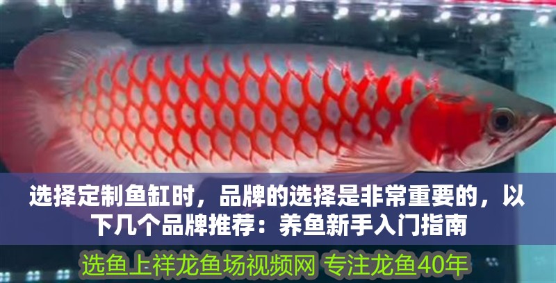 選擇定制魚缸時，品牌的選擇是非常重要的，以下幾個品牌推薦：養魚新手入門指南