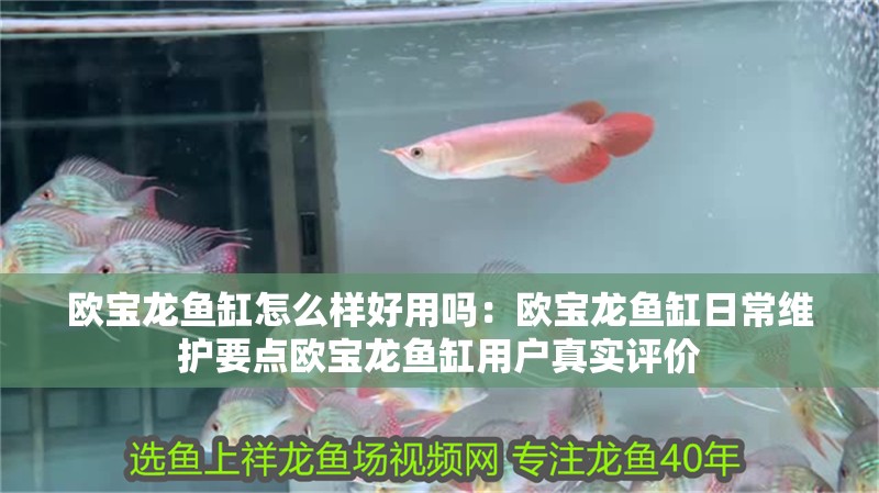 歐寶龍魚缸怎么樣好用嗎：歐寶龍魚缸日常維護要點歐寶龍魚缸用戶真實評價