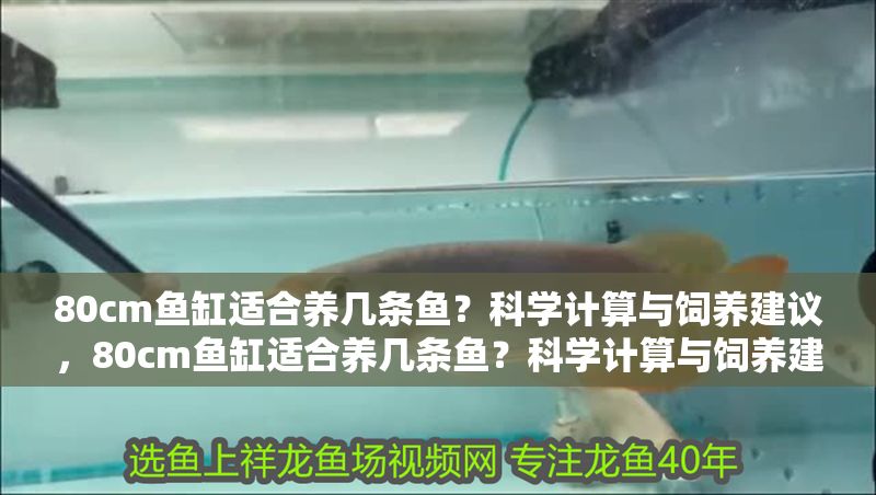 80cm魚缸適合養幾條魚？科學計算與飼養建議，80cm魚缸適合養幾條魚？科學計算與飼養建議 80cm魚缸適合養幾條魚？科學計算與飼養建議，80cm魚缸適合養幾條魚？科學計算與飼養建議 龍魚百科 第1張