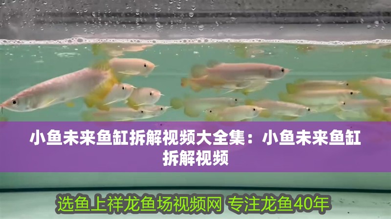 小魚(yú)未來(lái)魚(yú)缸拆解視頻大全集：小魚(yú)未來(lái)魚(yú)缸拆解視頻