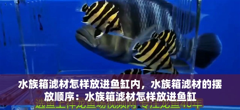 水族箱濾材怎樣放進(jìn)魚缸內(nèi)，水族箱濾材的擺放順序：水族箱濾材怎樣放進(jìn)魚缸