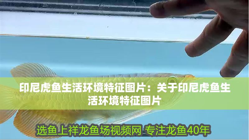 印尼虎魚生活環境特征圖片：關于印尼虎魚生活環境特征圖片