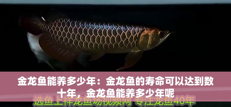 金龍魚能養多少年：金龍魚的壽命可以達到數十年，金龍魚能養多少年呢