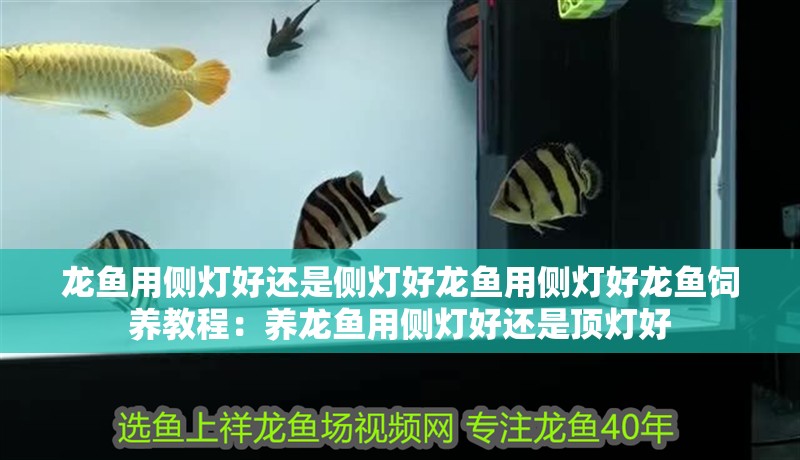 龍魚用側(cè)燈好還是側(cè)燈好龍魚用側(cè)燈好龍魚飼養(yǎng)教程：養(yǎng)龍魚用側(cè)燈好還是頂燈好