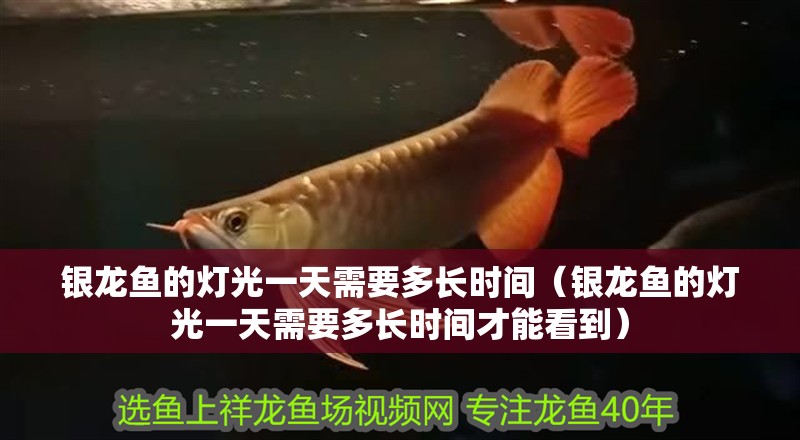 銀龍魚的燈光一天需要多長時間（銀龍魚的燈光一天需要多長時間才能看到）