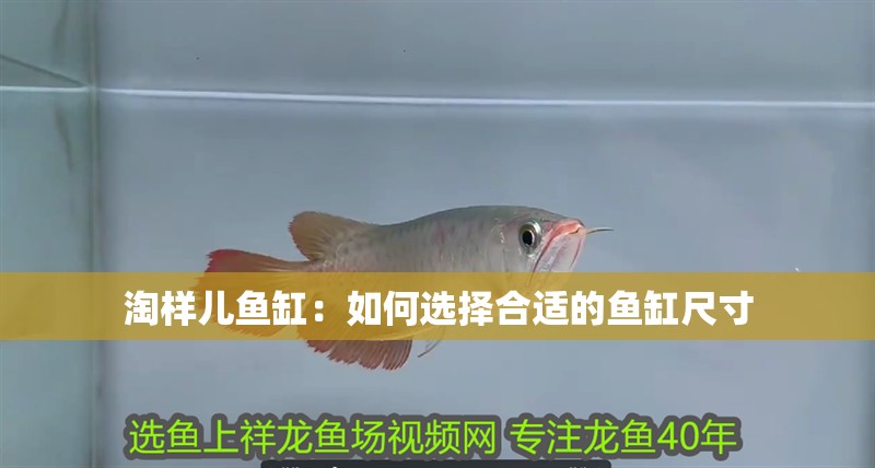 淘樣兒魚缸：如何選擇合適的魚缸尺寸