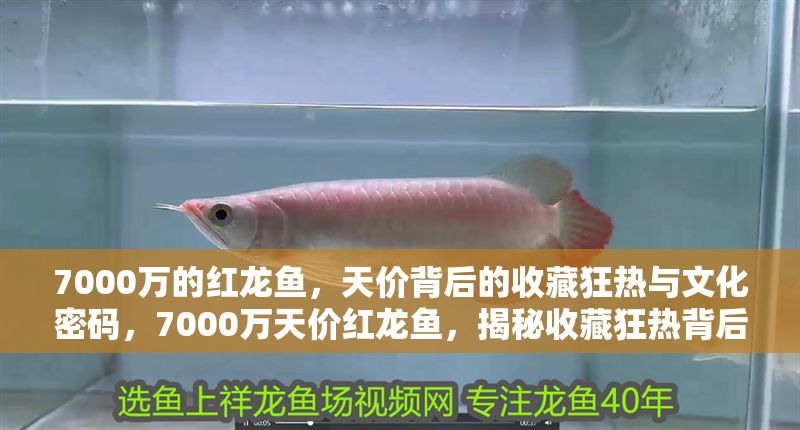 7000萬的紅龍魚，天價背后的收藏狂熱與文化密碼，7000萬天價紅龍魚，揭秘收藏狂熱背后的文化密碼 7000萬的紅龍魚，天價背后的收藏狂熱與文化密碼，7000萬天價紅龍魚，揭秘收藏狂熱背后的文化密碼 龍魚百科 第1張