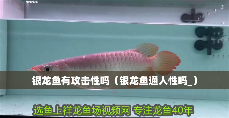 銀龍魚有攻擊性嗎（銀龍魚通人性嗎_）