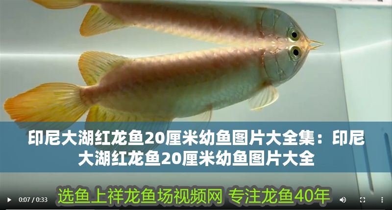 印尼大湖紅龍魚(yú)20厘米幼魚(yú)圖片大全集：印尼大湖紅龍魚(yú)20厘米幼魚(yú)圖片大全