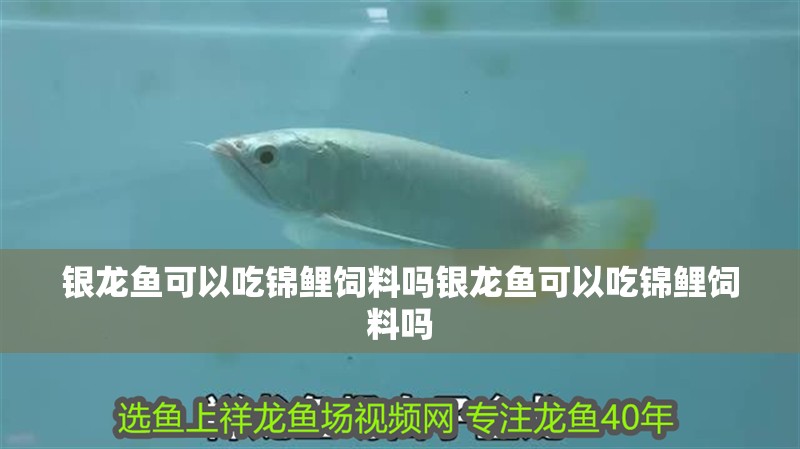 銀龍魚可以吃錦鯉飼料嗎銀龍魚可以吃錦鯉飼料嗎