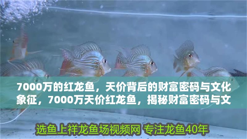 7000萬的紅龍魚，天價背后的財富密碼與文化象征，7000萬天價紅龍魚，揭秘財富密碼與文化象征背后的奢華傳奇