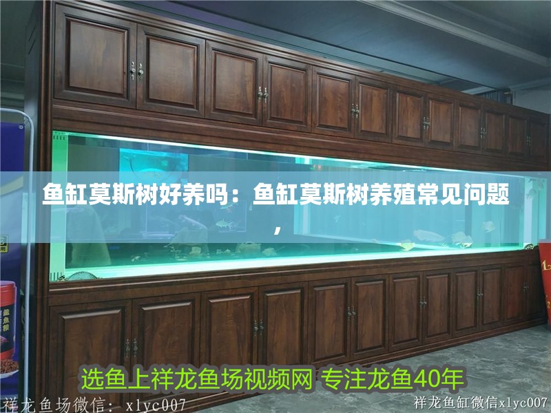 魚(yú)缸莫斯樹(shù)好養(yǎng)嗎：魚(yú)缸莫斯樹(shù)養(yǎng)殖常見(jiàn)問(wèn)題，