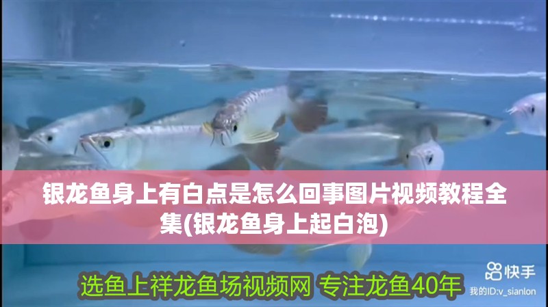 銀龍魚身上有白點是怎么回事圖片視頻教程全集(銀龍魚身上起白泡)