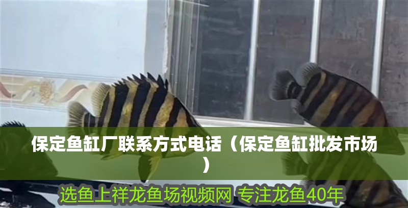 保定魚缸廠聯(lián)系方式電話（保定魚缸批發(fā)市場）