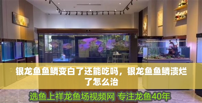 銀龍魚魚鱗變白了還能吃嗎，銀龍魚魚鱗潰爛了怎么治 銀龍魚魚鱗變白了還能吃嗎，銀龍魚魚鱗潰爛了怎么治 銀龍魚百科