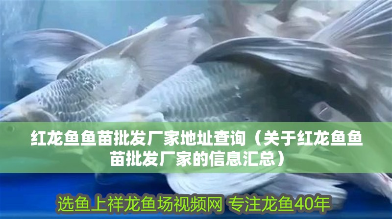 紅龍魚魚苗批發(fā)廠家地址查詢（關(guān)于紅龍魚魚苗批發(fā)廠家的信息匯總）