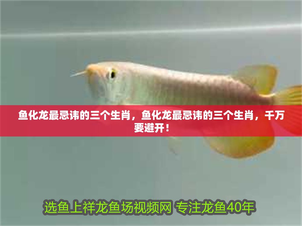 魚化龍最忌諱的三個生肖，魚化龍最忌諱的三個生肖，千萬要避開！