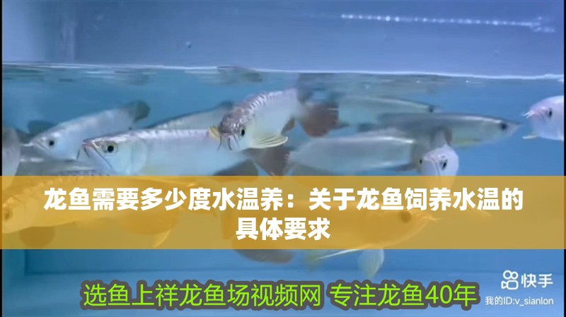 龍魚需要多少度水溫養(yǎng)：關(guān)于龍魚飼養(yǎng)水溫的具體要求