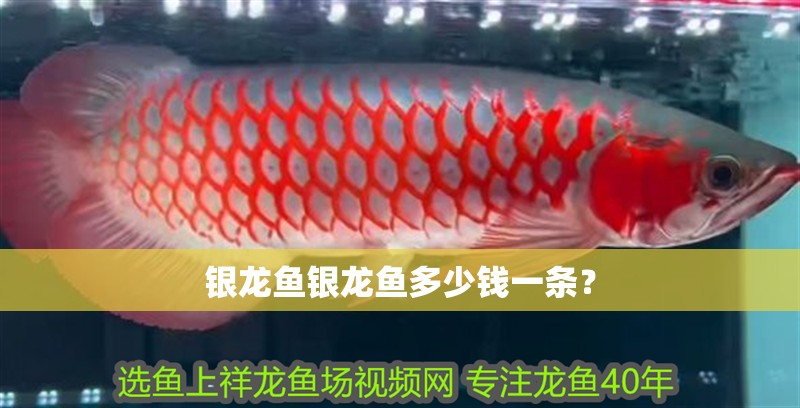 銀龍魚銀龍魚多少錢一條？