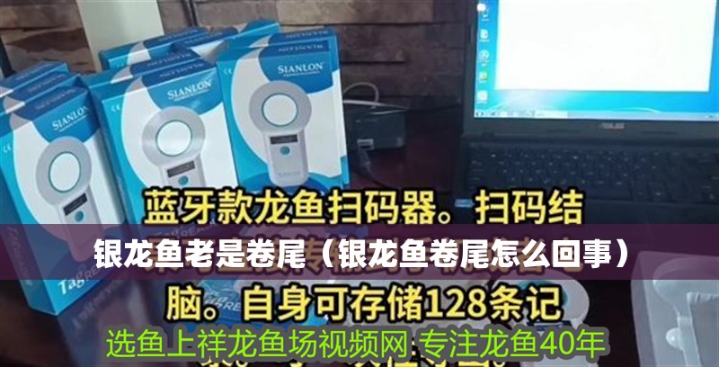 銀龍魚老是卷尾（銀龍魚卷尾怎么回事）