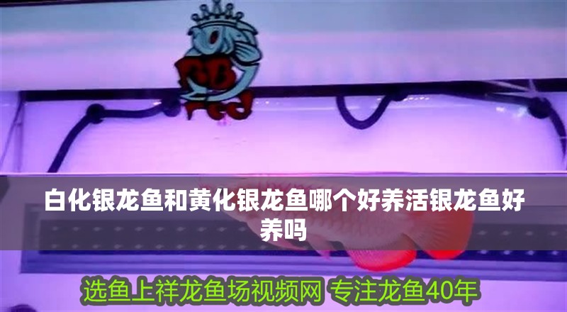 白化銀龍魚和黃化銀龍魚哪個好養活銀龍魚好養嗎