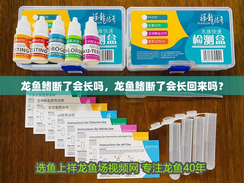 龍魚鰭斷了會長嗎，龍魚鰭斷了會長回來嗎？