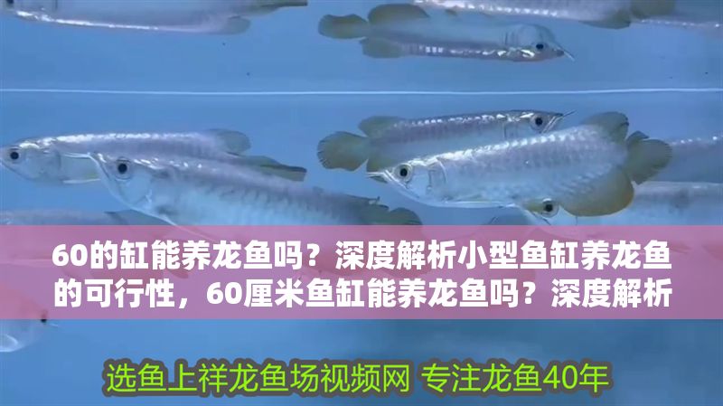 60的缸能養龍魚嗎？深度解析小型魚缸養龍魚的可行性，60厘米魚缸能養龍魚嗎？深度解析小型缸飼養可行性
