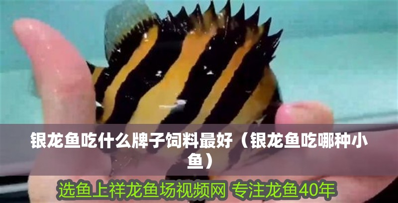 銀龍魚吃什么牌子飼料最好（銀龍魚吃哪種小魚）
