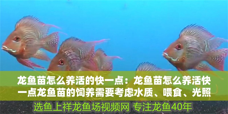 龍魚苗怎么養活的快一點：龍魚苗怎么養活快一點龍魚苗的飼養需要考慮水質、喂食、光照和疾病預防等多個方面