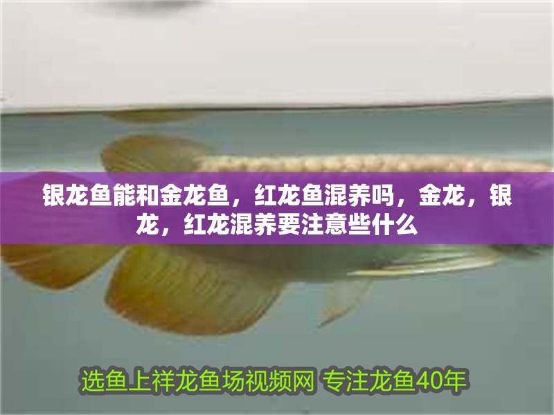 銀龍魚能和金龍魚，紅龍魚混養(yǎng)嗎，金龍，銀龍，紅龍混養(yǎng)要注意些什么