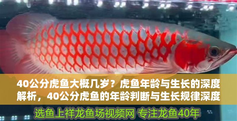 40公分虎魚大概幾歲？虎魚年齡與生長的深度解析，40公分虎魚的年齡判斷與生長規(guī)律深度解析