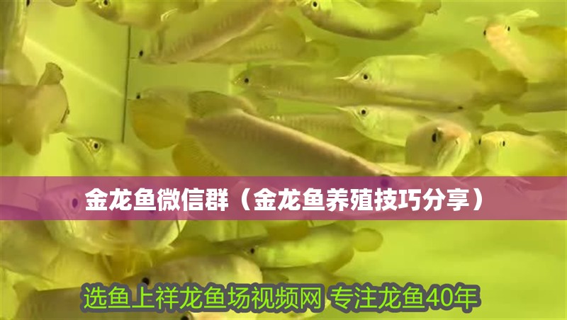 金龍魚微信群（金龍魚養(yǎng)殖技巧分享）