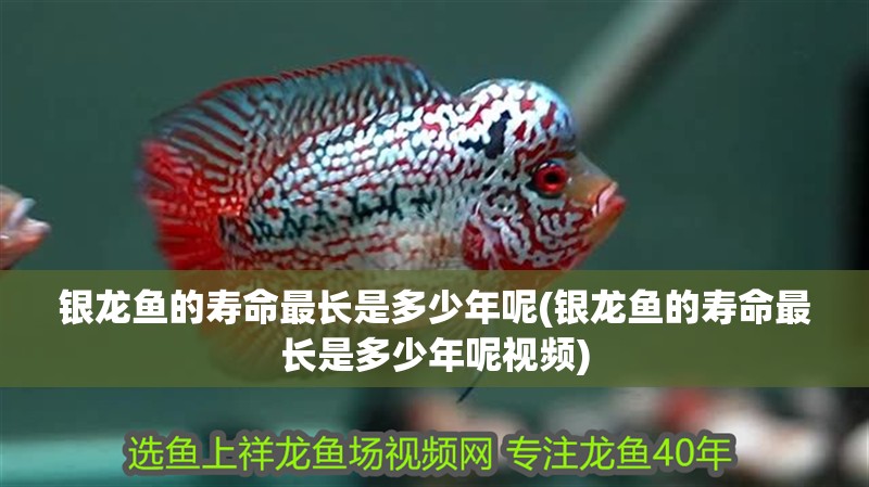 銀龍魚的壽命最長是多少年呢(銀龍魚的壽命最長是多少年呢視頻)