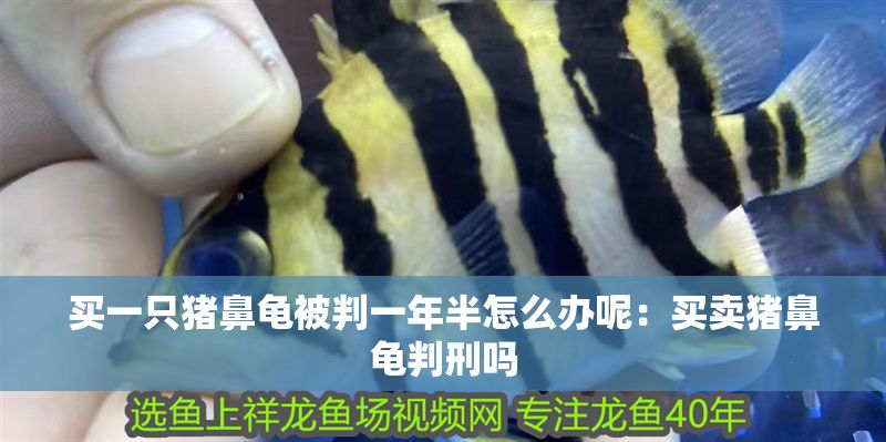 買一只豬鼻龜被判一年半怎么辦呢：買賣豬鼻龜判刑嗎