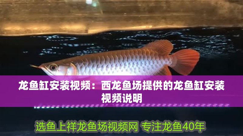龍魚缸安裝視頻：西龍魚場提供的龍魚缸安裝視頻說明