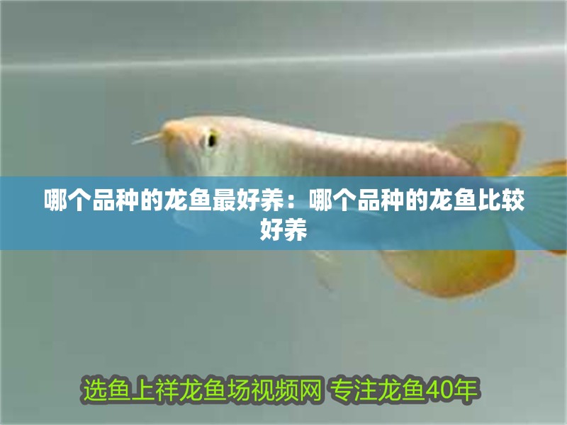 哪個(gè)品種的龍魚最好養(yǎng)：哪個(gè)品種的龍魚比較好養(yǎng)