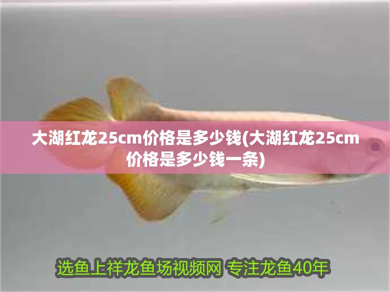 大湖紅龍25cm價格是多少錢(大湖紅龍25cm價格是多少錢一條)