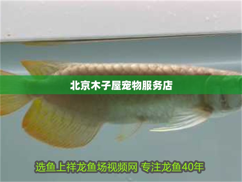 <strong><mark>北京</mark></strong>木子屋寵物服務店