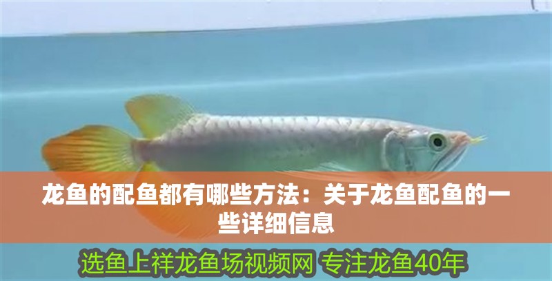 龍魚的配魚都有哪些方法：關于龍魚配魚的一些詳細信息