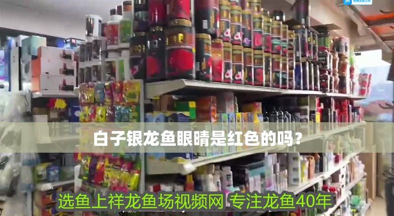 白子銀龍魚眼晴是紅色的嗎？