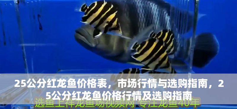 25公分紅龍魚價格表，市場行情與選購指南，25公分紅龍魚價格行情及選購指南 25公分紅龍魚價格表，市場行情與選購指南，25公分紅龍魚價格行情及選購指南 龍魚百科 第1張