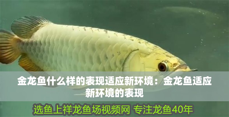金龍魚什么樣的表現(xiàn)適應新環(huán)境：金龍魚適應新環(huán)境的表現(xiàn) 金龍魚什么樣的表現(xiàn)適應新環(huán)境：金龍魚適應新環(huán)境的表現(xiàn) 龍魚百科