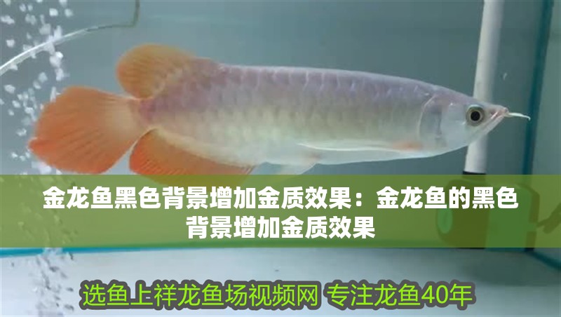 金龍魚黑色背景增加金質效果：金龍魚的黑色背景增加金質效果