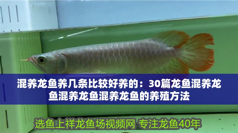 混養龍魚養幾條比較好養的：30篇龍魚混養龍魚混養龍魚混養龍魚的養殖方法